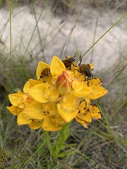 Ceratandra grandiflora