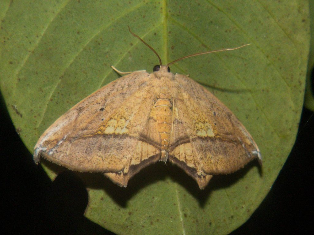 Streptoperas
