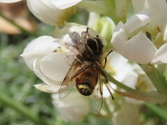 Thomisus citrinellus