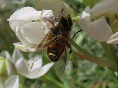 Thomisus citrinellus