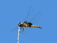 Macrodiplax balteata