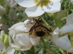Thomisus citrinellus