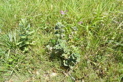 Pelargonium reniforme