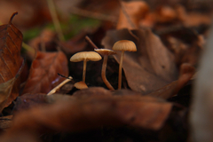 Marasmius torquescens