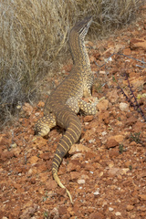 Varanus gouldii