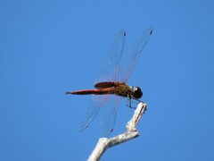 Tramea insularis
