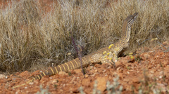 Varanus gouldii