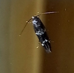 Mompha subbistrigella