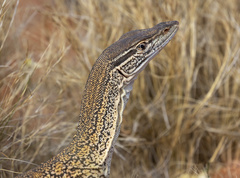 Varanus gouldii