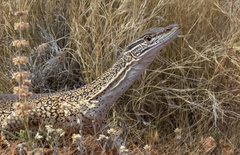 Varanus gouldii