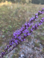 Liatris tenuifolia