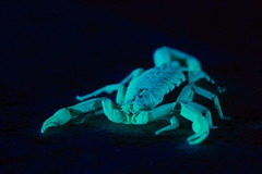 Centruroides suffusus