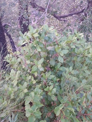 Cistus populifolius