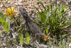 Pogona vitticeps
