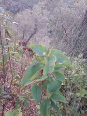 Cistus populifolius