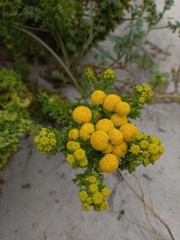 Oncosiphon suffruticosus