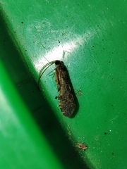 Polycentropodidae