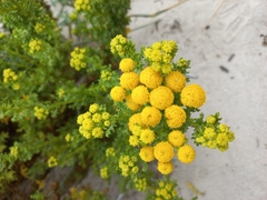 Oncosiphon suffruticosus