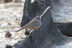 Emberiza godlewskii