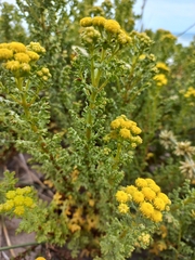 Oncosiphon suffruticosus