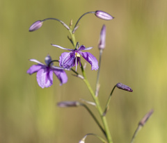 Arthropodium strictum