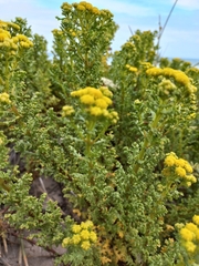 Oncosiphon suffruticosus