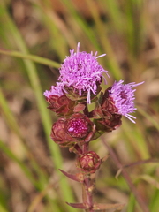 Liatris scariosa