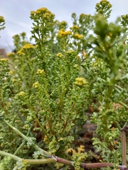 Oncosiphon suffruticosus