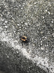 Harmonia axyridis