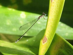 Nehalennia pallidula