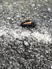 Harmonia axyridis