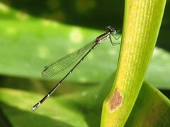 Nehalennia pallidula
