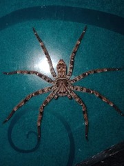 Sparassidae