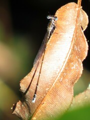 Nehalennia pallidula