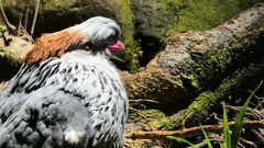 Lopholaimus antarcticus