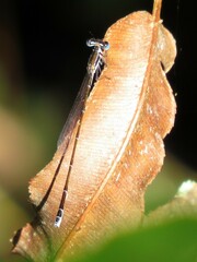 Nehalennia pallidula