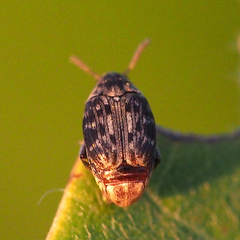 Borowiecius ademptus