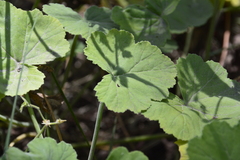 Pelargonium odoratissimum