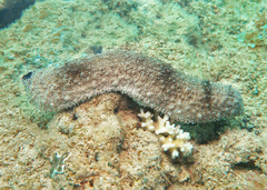 Holothuria fuscocinerea