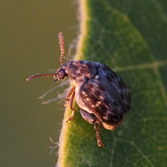 Borowiecius ademptus