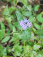 Praxelis clematidea