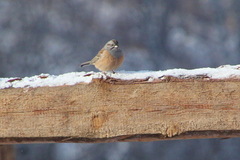 Emberiza godlewskii