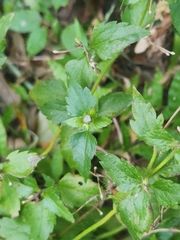 Praxelis clematidea