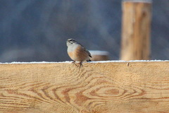 Emberiza godlewskii
