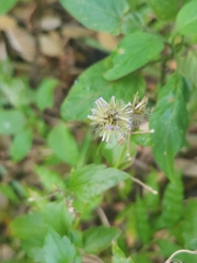 Praxelis clematidea