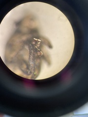 Mononychus punctumalbum