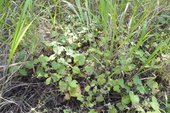 Pelargonium odoratissimum