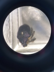 Mononychus punctumalbum