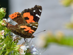 Vanessa vulcania