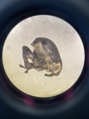 Mononychus punctumalbum